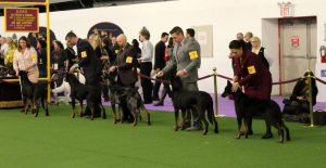 Westminster Best of Breed 2017